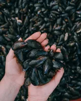 Moules 