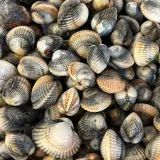 Coques de pêche 