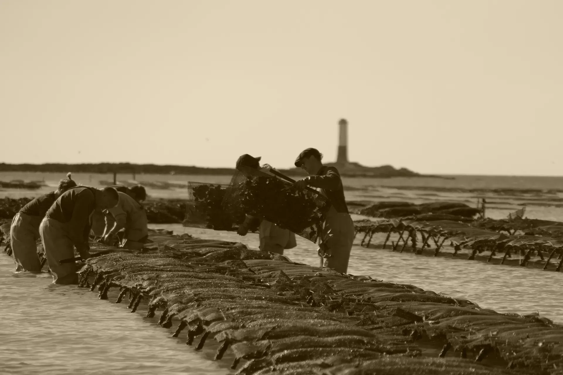 Photo de GAEC LE SENEQUET