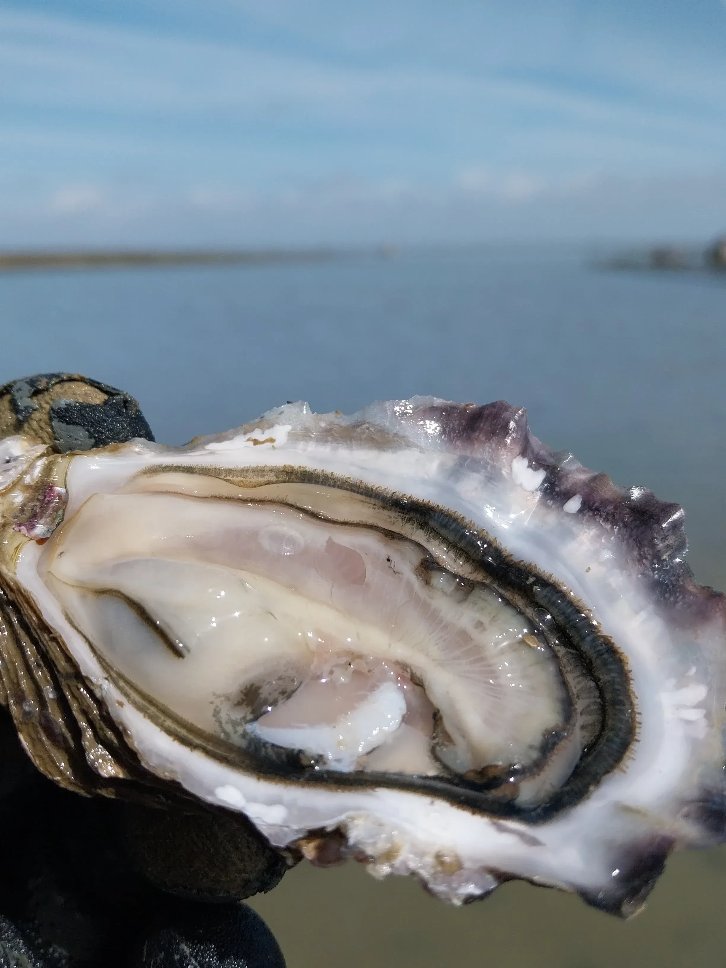 Photo de Huitres Baptiste Raimbaud 