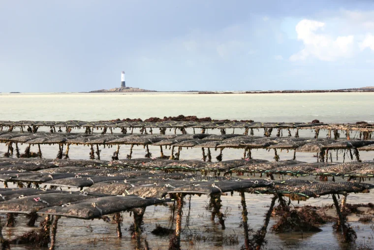 Huîtres Maison Casrouge & Fils — Gouville-sur-Mer