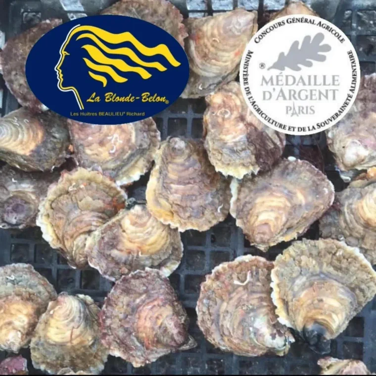 Huîtres Huitres Plates Blonde Belon / Baie de Beaumer — Saint-Philibert