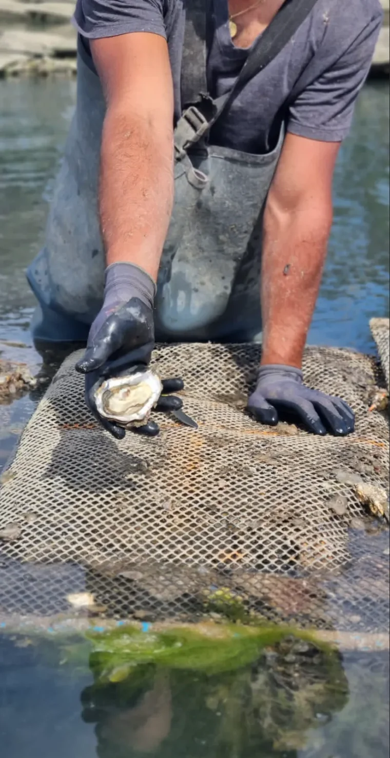 Huîtres Chez Jaouen — Saint-Philibert