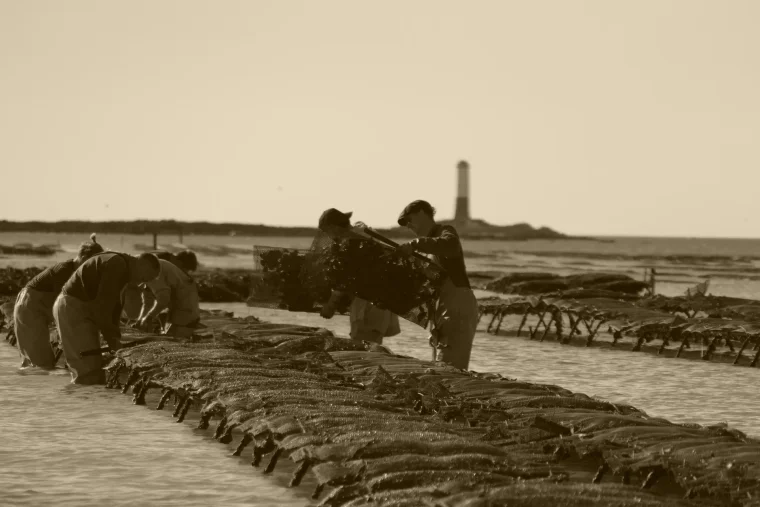 Huîtres GAEC LE SENEQUET — Gouville-sur-Mer