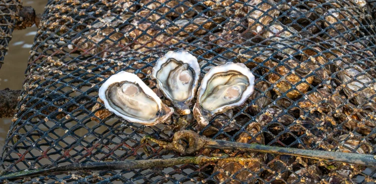 Huîtres Maison Vivier — Meuvaines