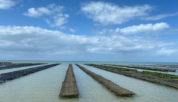 Huîtres Ets Macé Laurent  — Gouville-sur-Mer