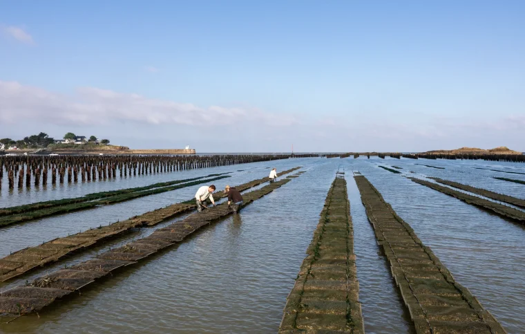 Huîtres JOSSO Ostréiculteur — Assérac