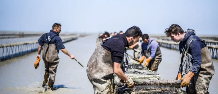 Huîtres SCEA Fine de Cancale — Saint-Méloir-des-Ondes