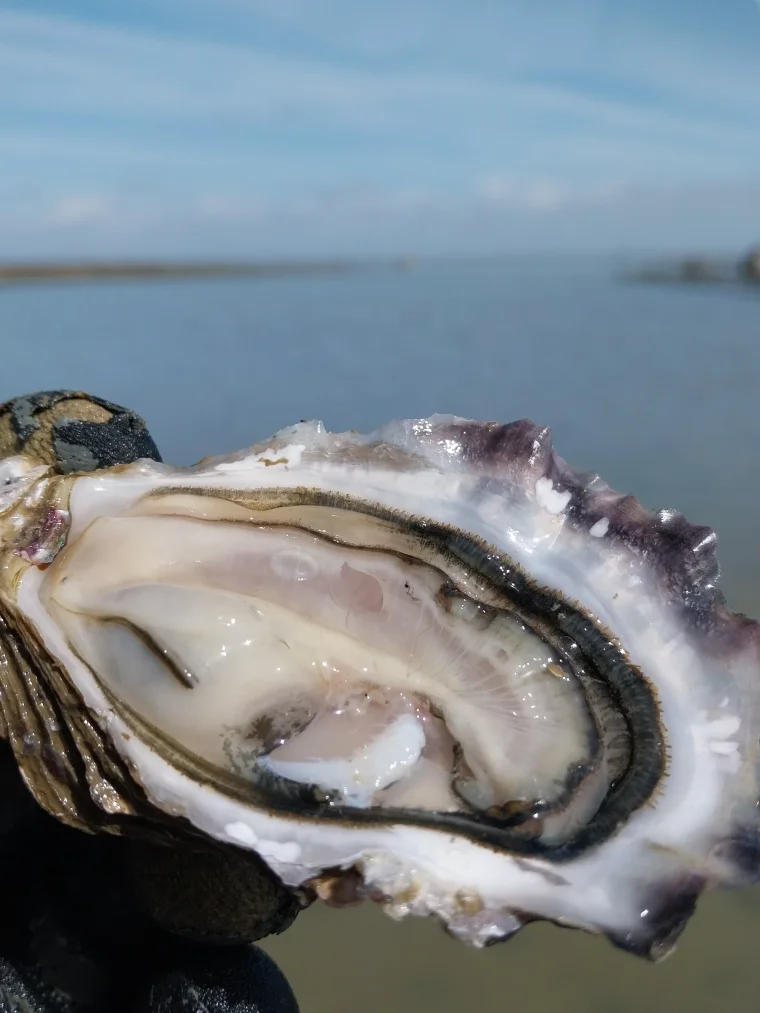Huîtres Huitres Baptiste Raimbaud  — Bouin